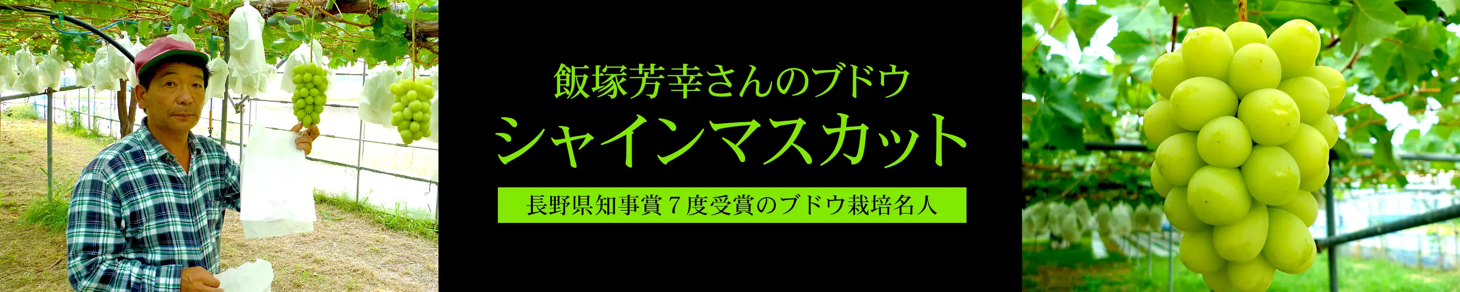長野県知事賞7度受賞!飯塚芳幸さんのブドウ「シャインマスカット」