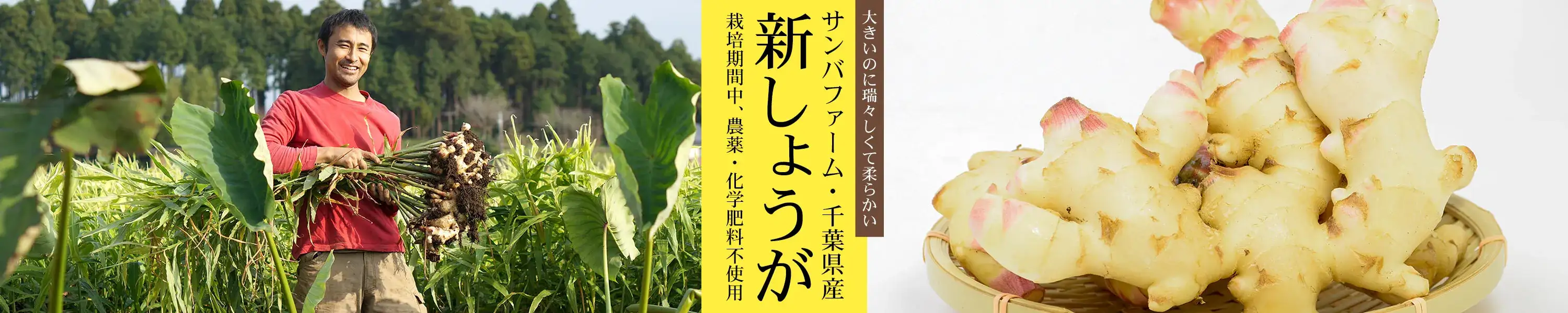 サンバファームが作る、栽培期間中農薬・化学肥料不使用の大きいのに瑞々しくて柔らかい「千葉県産しょうが」