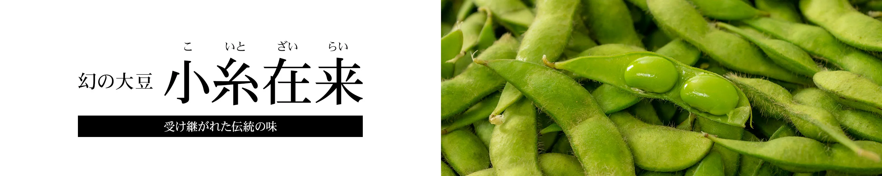 受け継がれた伝統の味 幻の大豆「小糸在来」