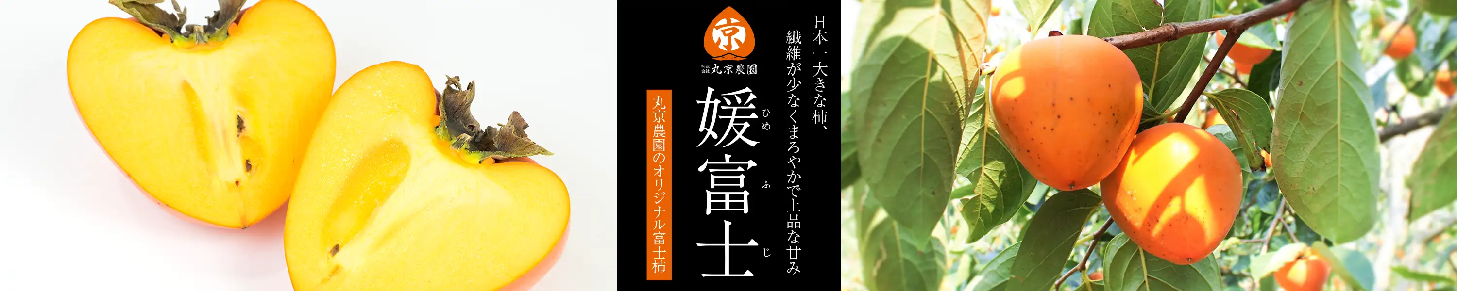 丸京農園のオリジナル富士柿「媛富士」日本一大きな柿、繊維が少なくまろやかで上品な甘み