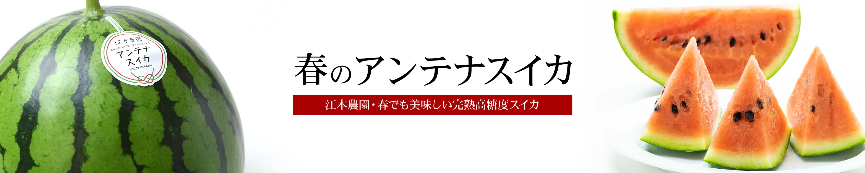 江本農園・春でも美味しい完熟高糖度スイカ「春のアンテナスイカ」