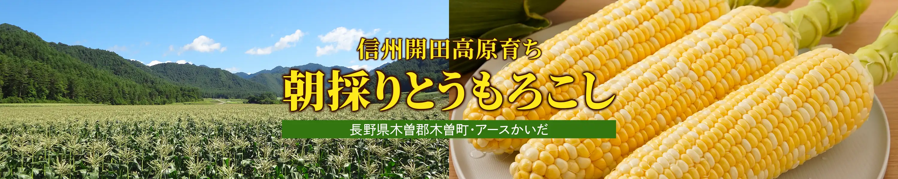 長野県木曽郡木曽町・アースかいだ「信州開田高原育ち 朝採りとうもろこし」