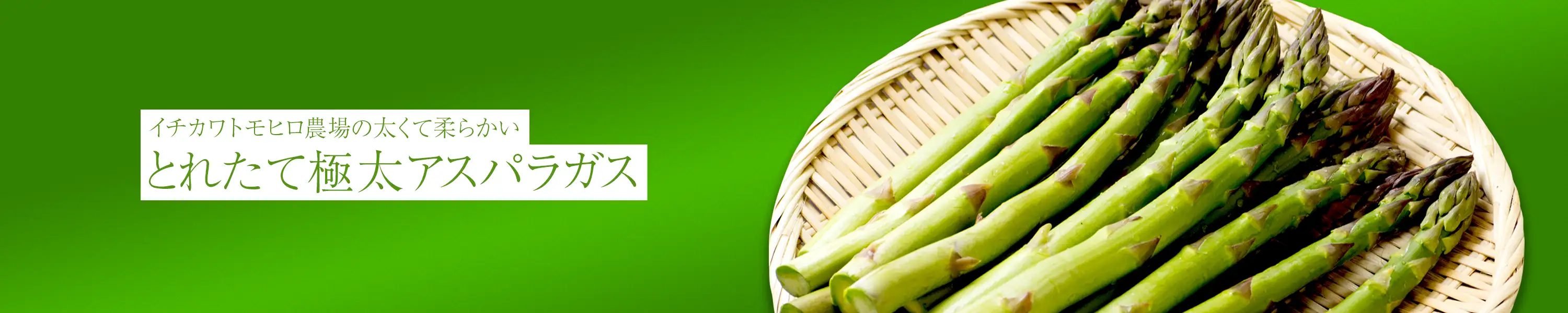 イチカワトモヒロ農場 太くてやわらかいとれたて極太アスパラガス