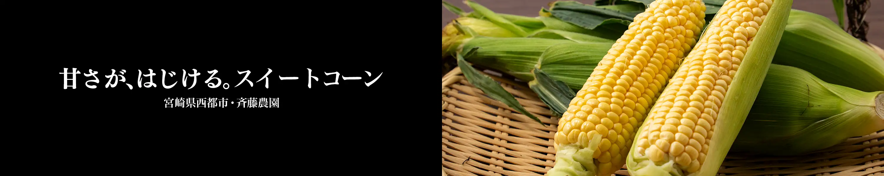 宮崎県西都市・斉藤農園 甘さがはじける「スイートコーン」