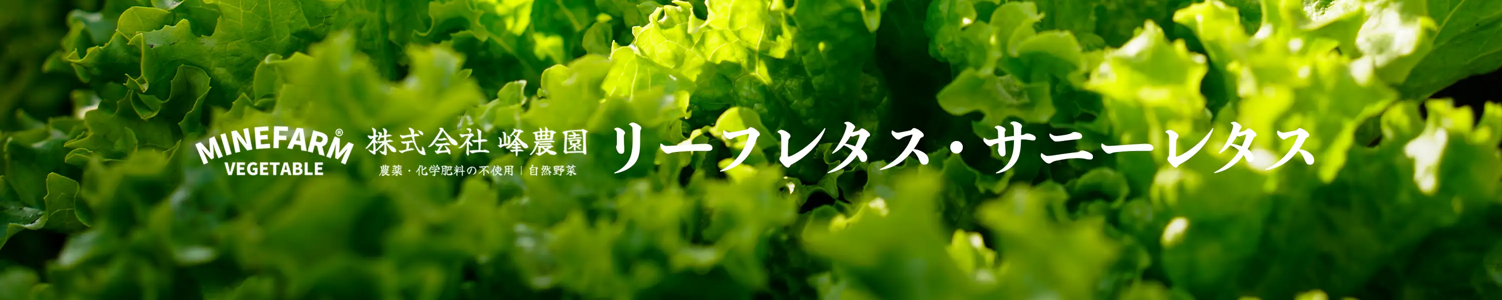 峰農園 農薬・化学肥料不使用「リーフレタス・サニーレタス」