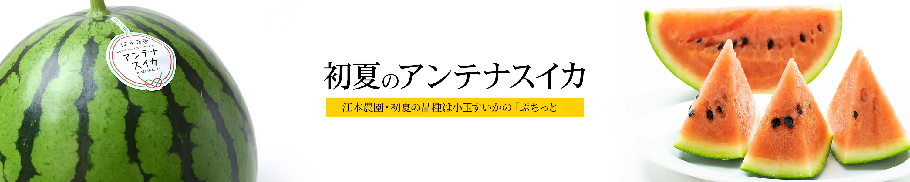 江本農園・初夏の品種は小玉すいかの「ぷちっと」「初夏のアンテナスイカ」