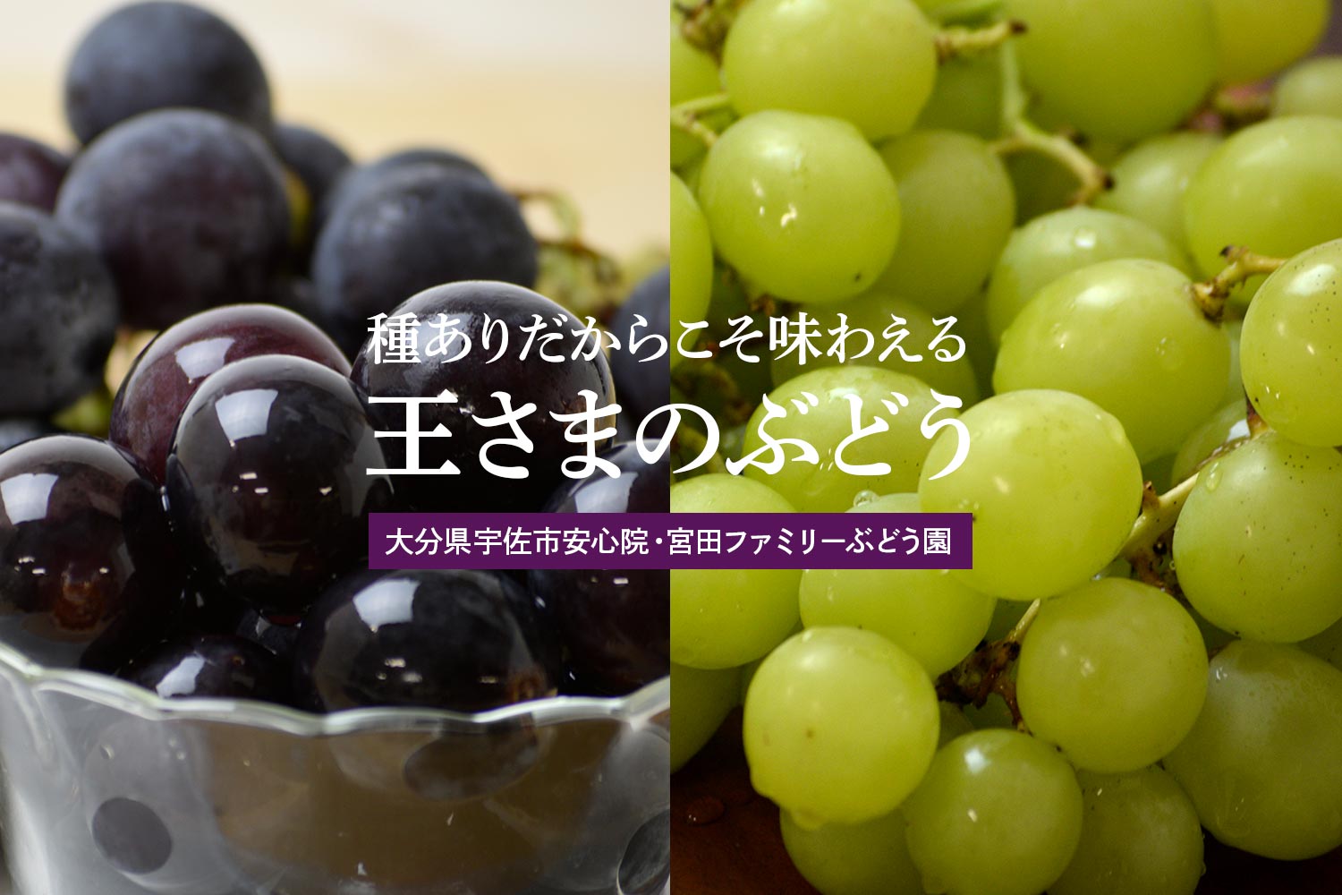 大分県宇佐市安心院・宮田ファミリーぶどう園 種ありだからこそ味わえる「王さまのぶどう」
