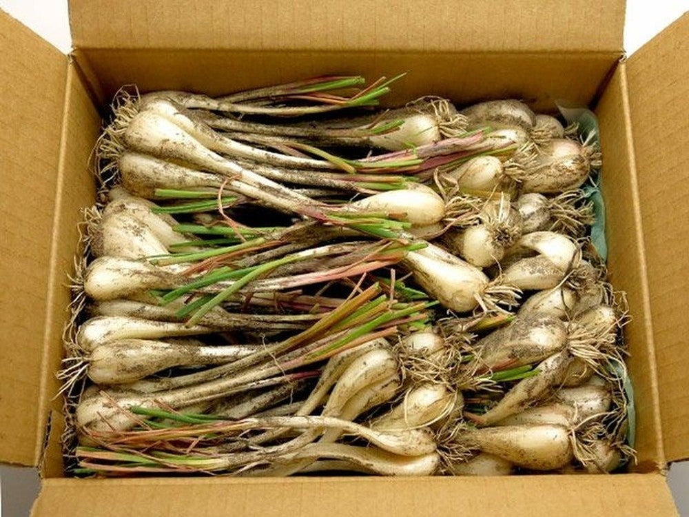 田中農園の完熟生らっきょう【大玉】（約1.2kg） | 安心堂 食のSELECT
