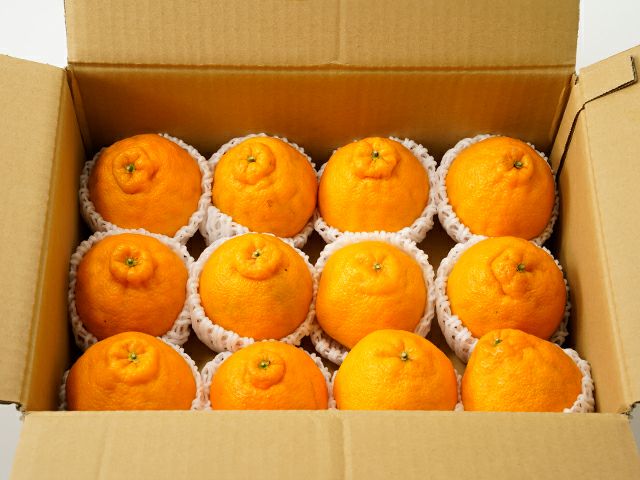黒川みかん農園・薩摩不知火（デコポン）【家庭用】4kg(10～15玉入り