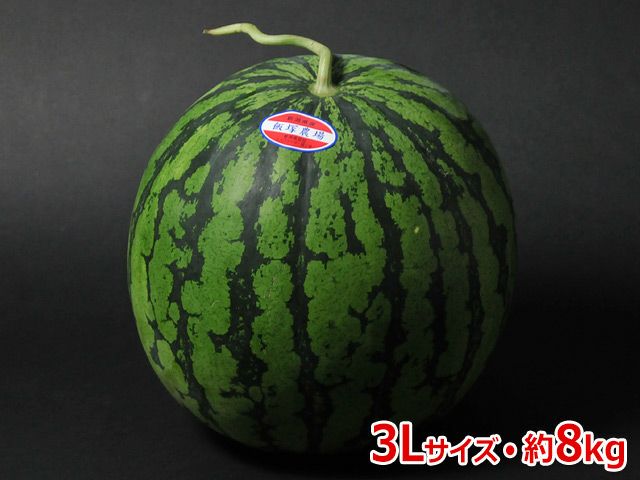 飯塚農場・南魚沼八色原産スイカ 3L（約8kg）【熨斗カード不可