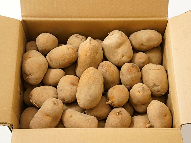 北海道・十勝産 インカのめざめ 種芋 (200個） 北海道・十勝産 インカのめざめ 種芋 (200個） 【公式通販】