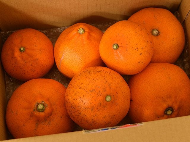 萩森農園・完熟せとか5kg(20～30個)【家庭用】 | 安心堂 食のSELECT