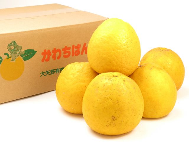 大矢野有機農産物供給センター・天草産河内晩柑 9kg 小・中玉（S～2L