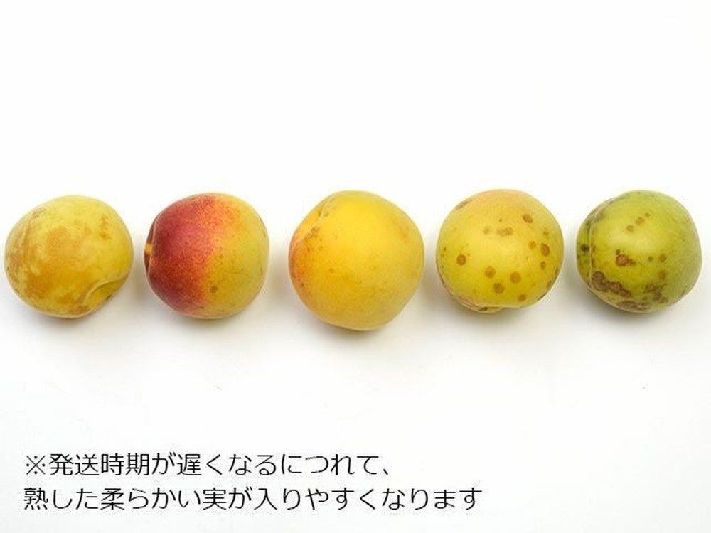 ♥️白加賀梅♥️小田原産　曽我の梅　5キロ　きれいめ黄色め 000000016834-03.jpg?size=l&w=