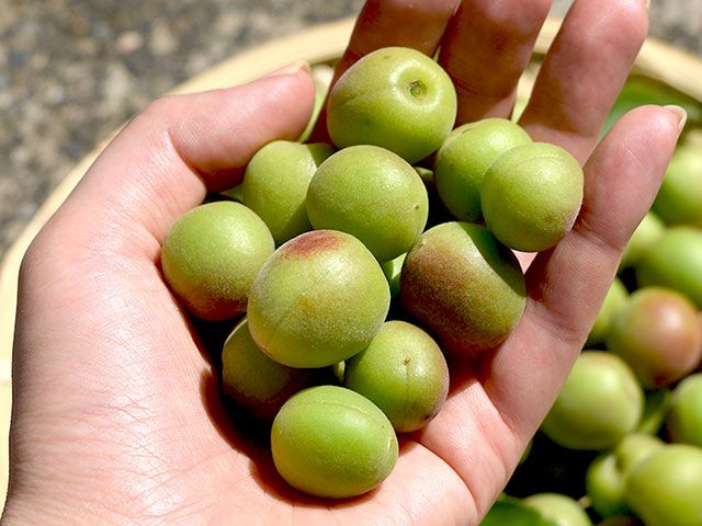 あすなろファーム・小田原曽我の無農薬青梅【小梅】 | 安心堂 食の