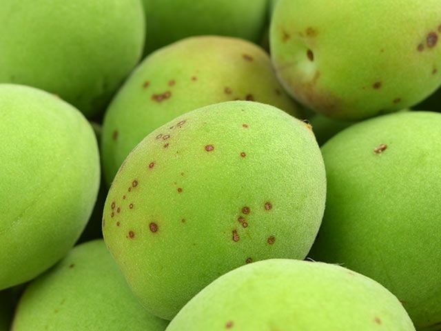はるな山麓農cafe・自然栽培青梅10kg【白加賀】 | 安心堂 食のSELECT