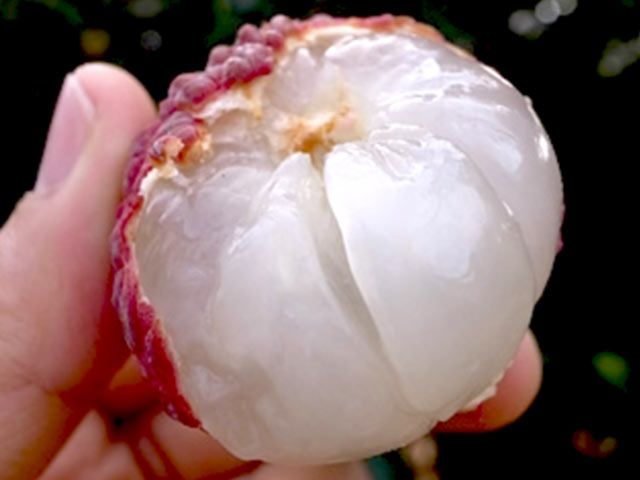 ミキファーム・宮崎県産生ライチ 600g【サイズ混載・化粧箱】 | 安心堂