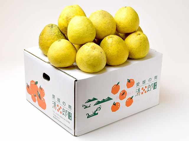 愛媛県産　河内晩柑　宇和ゴールド紅　嵐ゴールド　柑橘　15kg 清五郎農園・宇和ゴールド（河内晩柑）【家庭用】約10kg（Sサイズ
