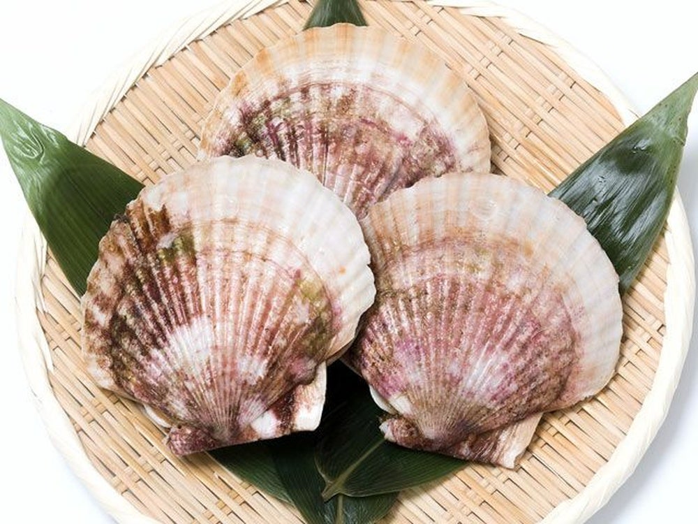 サンダーエッグ鉱物　ホタテ古代化石　イナズマコオロギボラ等天然貝殻　自然物7点 ヤマキイチ商店・泳ぐホタテ【活】（特大サイズ） | 安心堂 食のSELECT