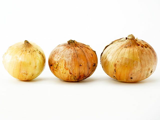 真壁ファーム・小田原下中たまねぎ（10kg）【新玉ねぎ】 | 安心堂 食の