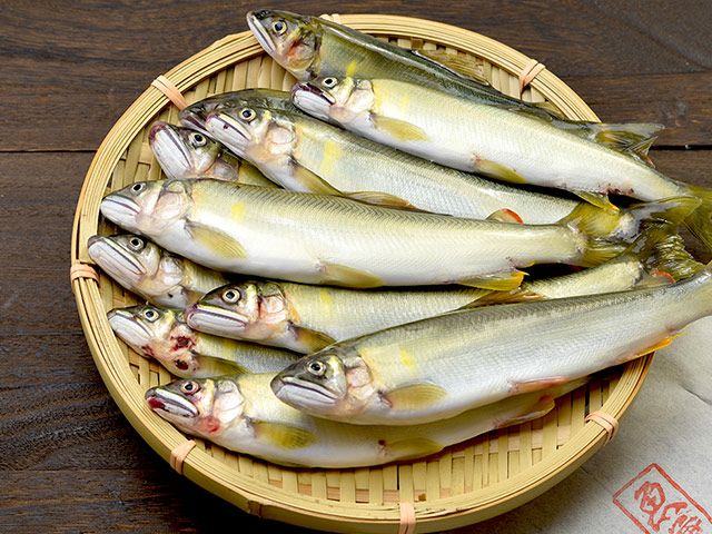 魚兼・【生・冷蔵】仁淀川の天然鮎（約700g）8～15匹 | 安心堂 食の
