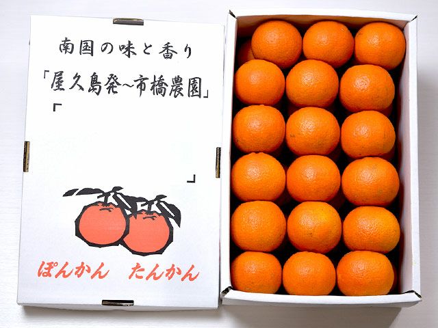 市橋農園・屋久島たんかん（5kg）36玉【6年連続金賞受賞】 | 安心堂 食