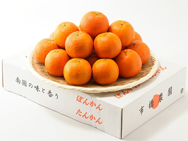 市橋農園・屋久島たんかん（3kg）20玉【6年連続金賞受賞】 | 安心堂 食