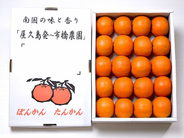 市橋農園・屋久島たんかん（3kg）20玉【6年連続金賞受賞】 | 安心堂 食