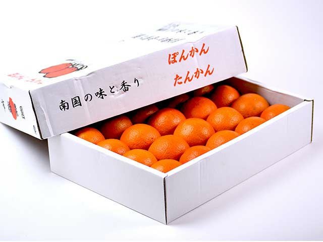 市橋農園・屋久島たんかん（3kg）20玉【6年連続金賞受賞】 | 安心堂 食