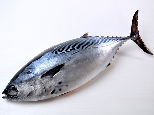 山実水産・鹿児島産天然スマガツオ 1本丸ごと（2.3～2.8kg） | 安心堂