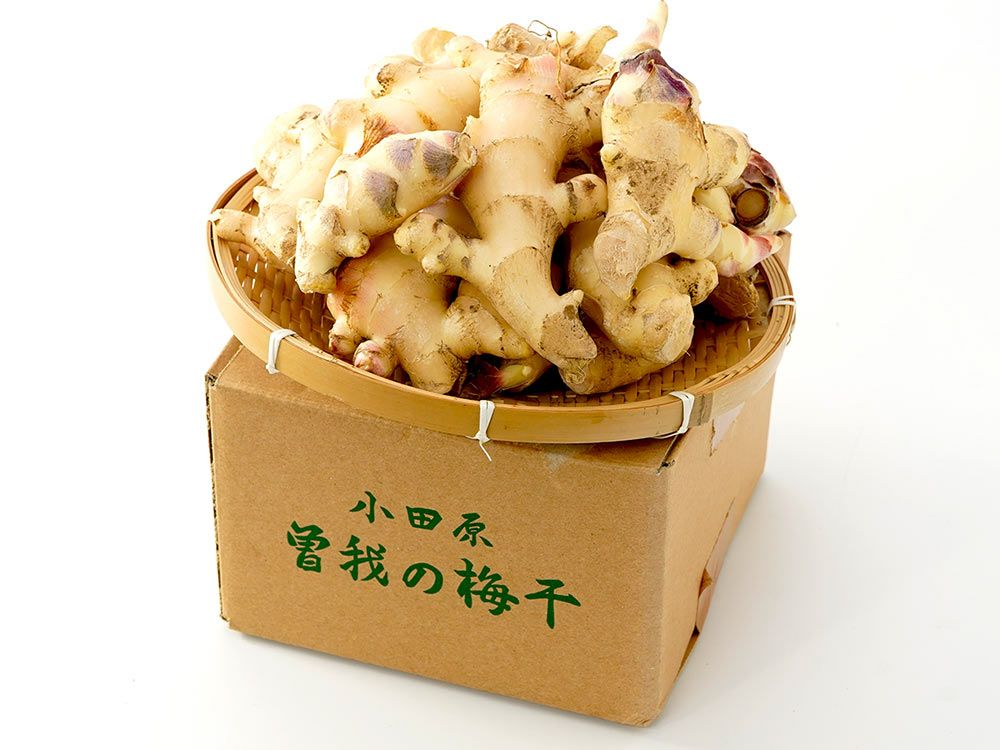 あすなろファーム・土付き無農薬新生姜 1kg | 安心堂 食のSELECTネット