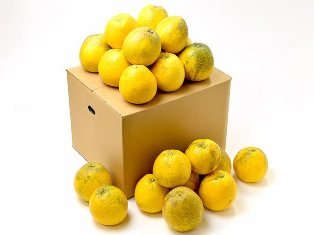 大矢野有機農産物供給センター・天草産パール柑【大玉】（7kg）12玉