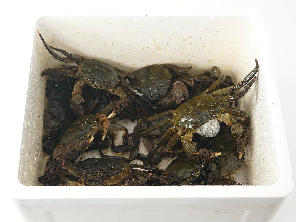 吉成屋・五島列島産 天然活モクズガニ（2kg・7匹～18匹）【熨斗