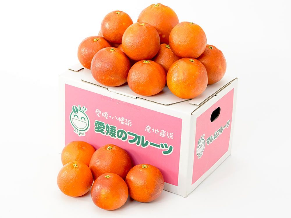 【言の葉】タロッコ（ブラッドオレンジ）9Kg　　2か所送り ブラッドオレンジ タロッコ 4.5kg 愛媛みかん つばさ農園 オレンジ