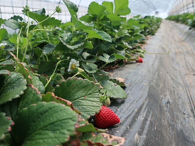 矢島農園・完熟苺 彩のあまりん（250g×2パック）第4回全国いちご選手権