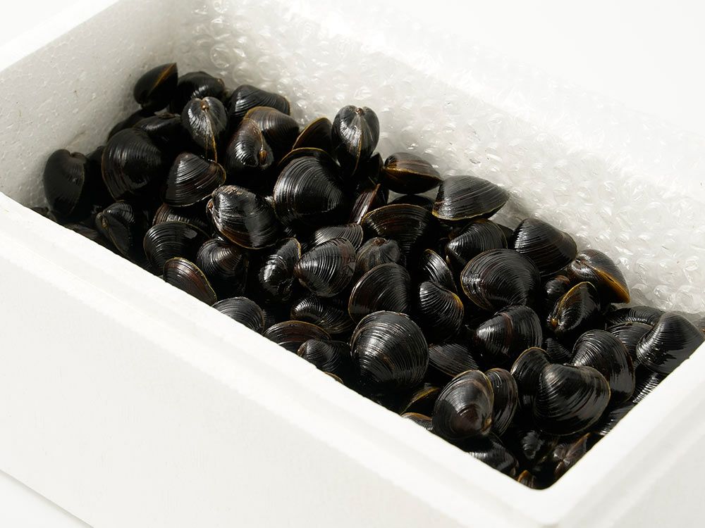 マルト水産・台湾産特大しじみ（2kg） | 安心堂 食のSELECTネットショップ