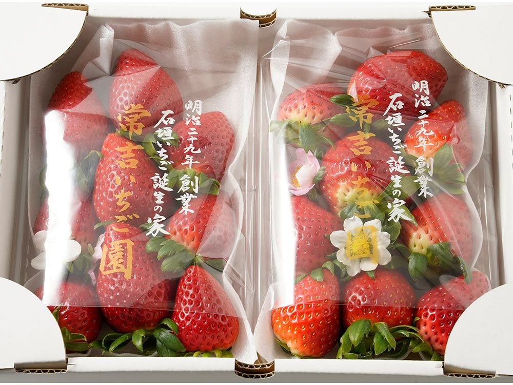 いちご様　確認用　5点 3品種いちご食べ比べセット(約400g～600g) - ままりあ農園 【かごしま