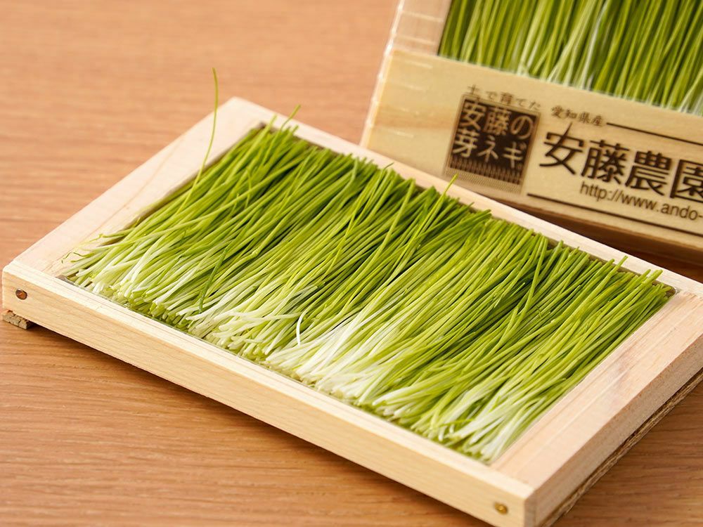 野口農園・柳蓮田蓮根 國之介（1本） | 安心堂 食のSELECTネットショップ