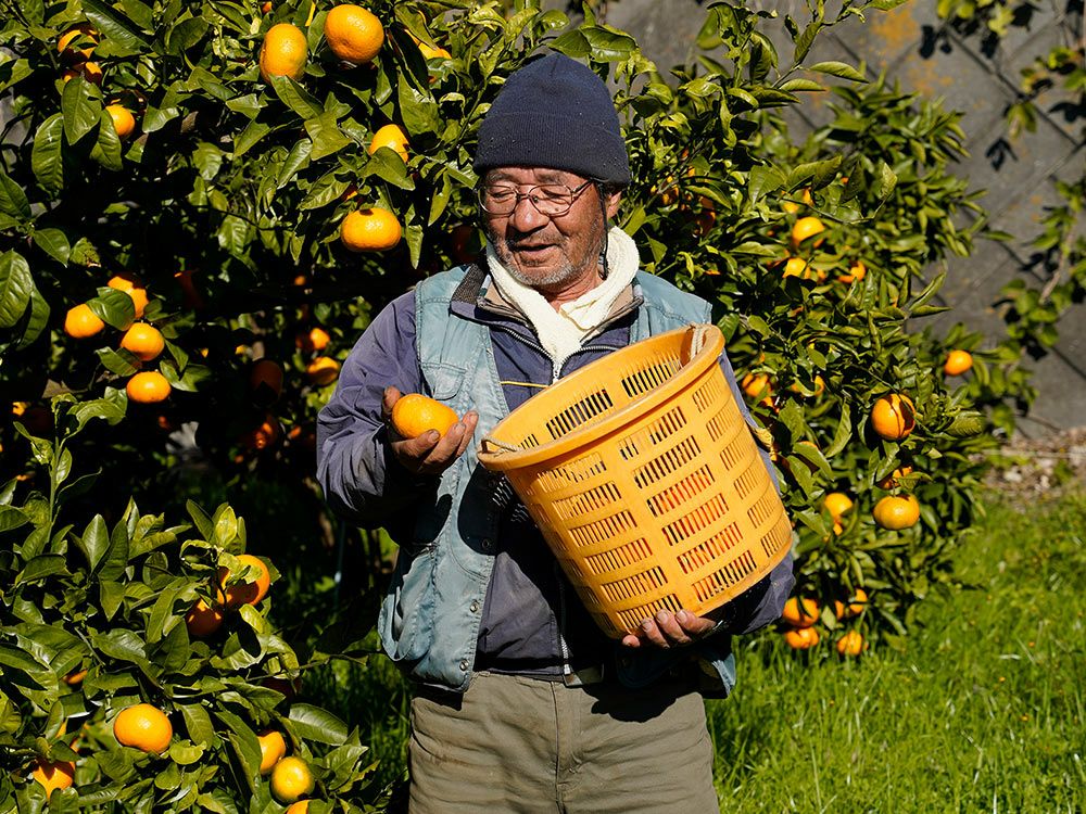 真壁ファーム・小田原大津みかん（10kg） | 安心堂 食のSELECTネット