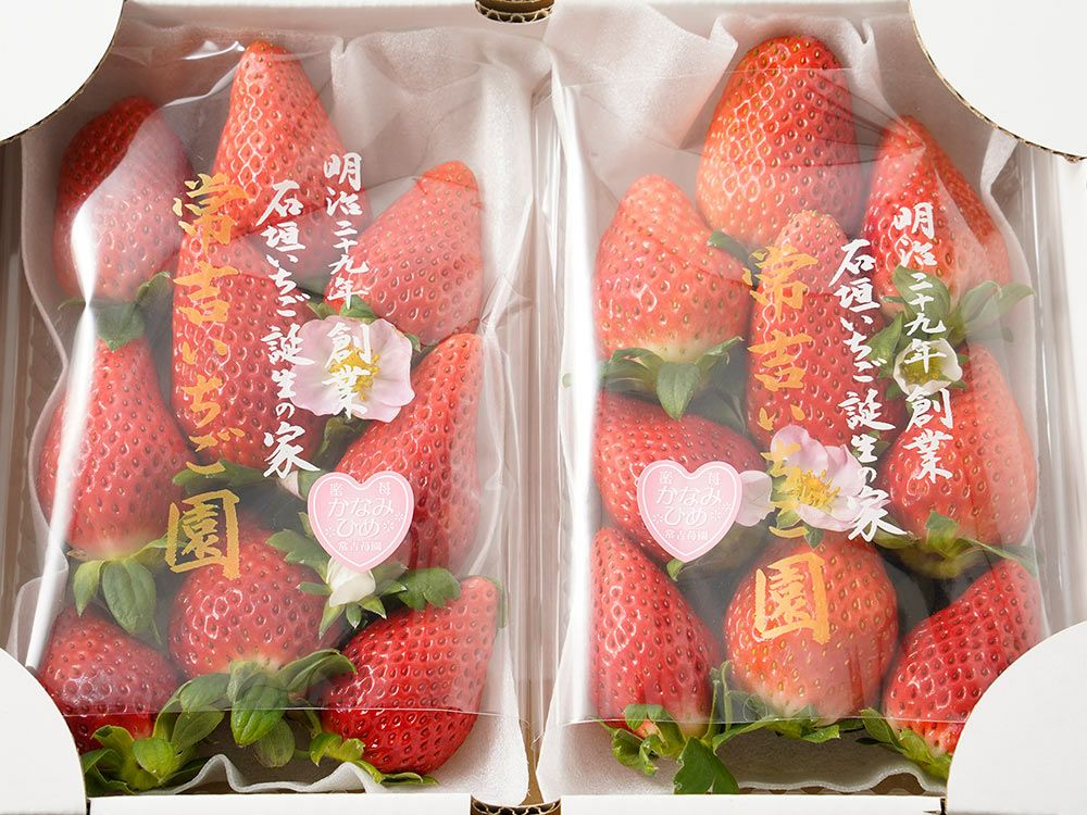 いちご様　確認用　5点 いちご狩りの注意点 | よかもんいちごのイチゴ狩り