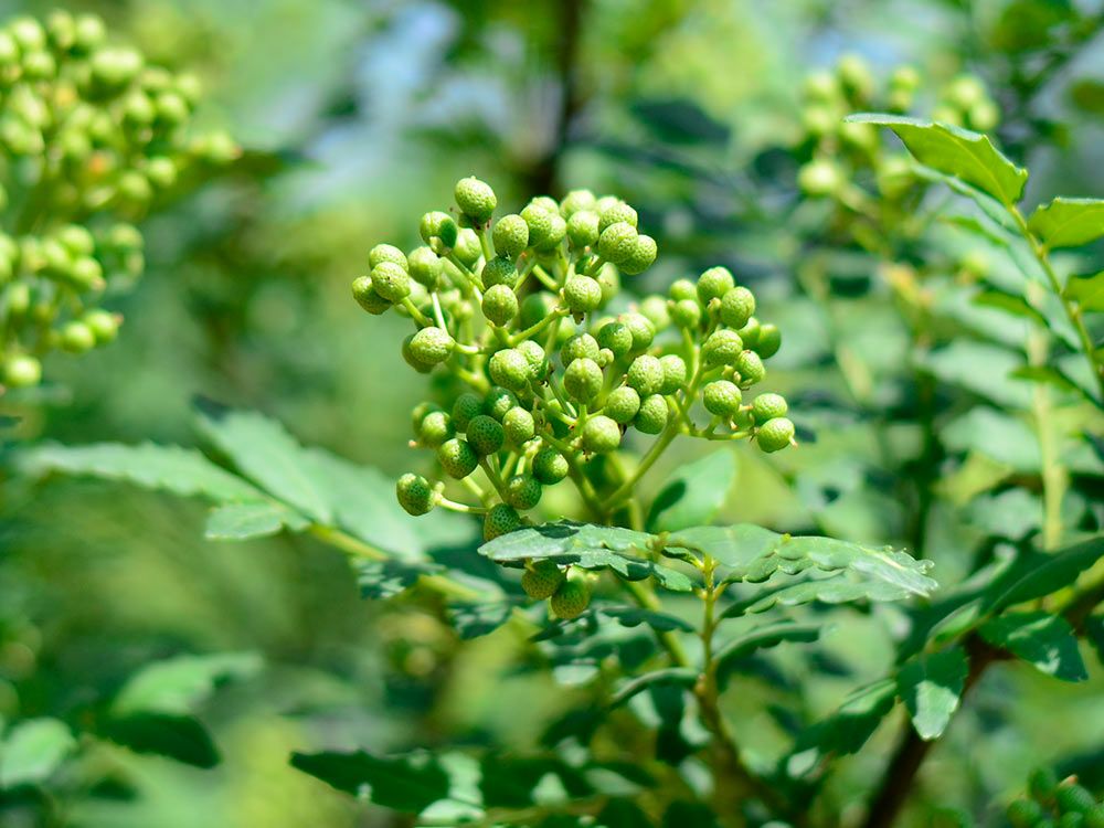 やぶパートナーズ・朝倉山椒【生実山椒・農薬不使用】（300g） | 安心