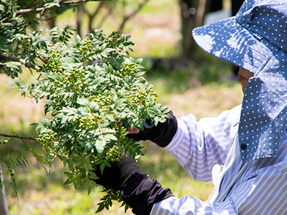 やぶパートナーズ・朝倉山椒【生実山椒・農薬不使用】（300g） | 安心