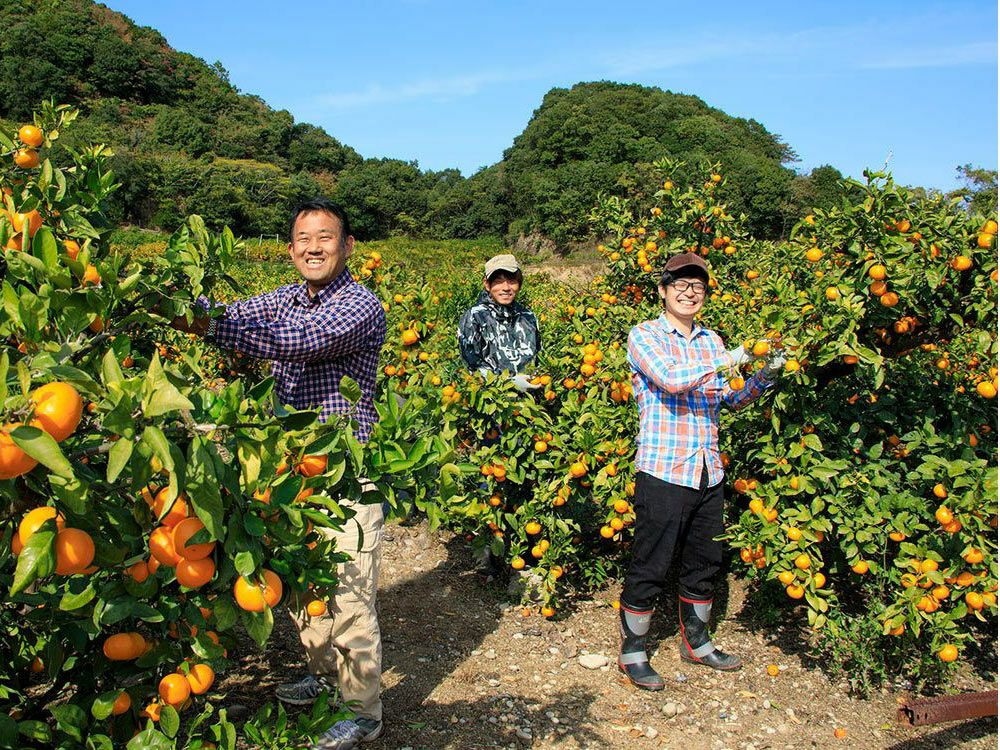 かきうち農園・極早生熊野みかん（7kg） | 安心堂 食のSELECTネット