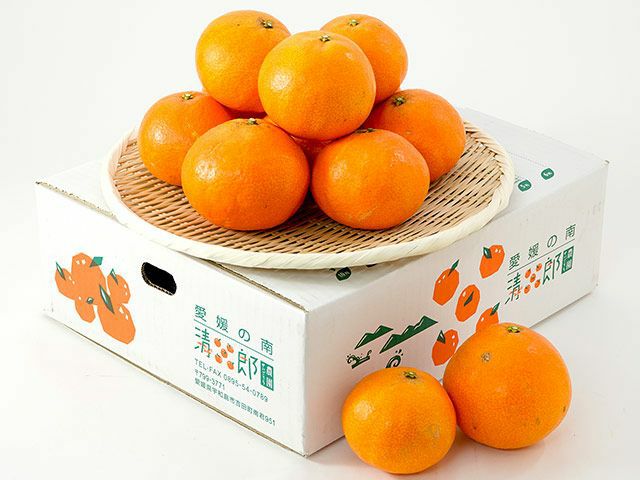 清五郎農園・木成り完熟 愛媛果試第28号【家庭用】 | 安心堂 食の