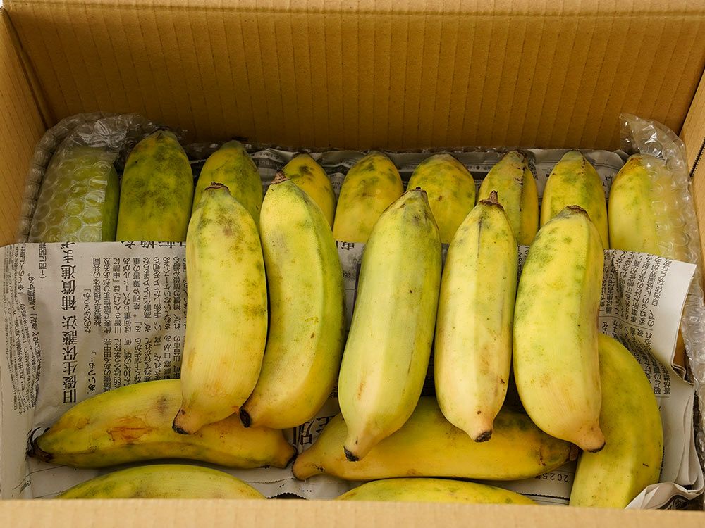アドバンスファーム・沖縄産やんばるバナナ（5kg）50～70本 | 安心堂