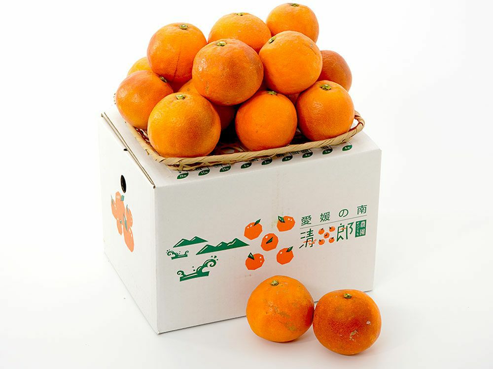 清五郎農園・ブラッドオレンジ・モロ【家庭用】3kg（S～Lミックス
