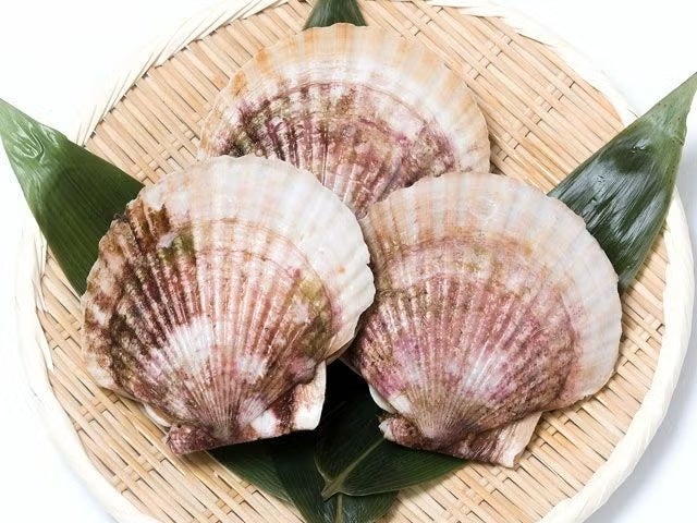 ヤマキイチ商店・泳ぐホタテ【活】（特大サイズ） | 安心堂 食のSELECT